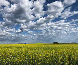 Untitled_design_(5).png